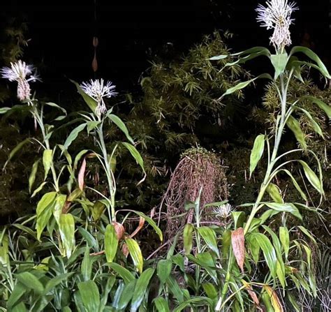 萬年青會開花嗎|種20年4株萬年青首開花代表「事事如意」 民俗專家這。